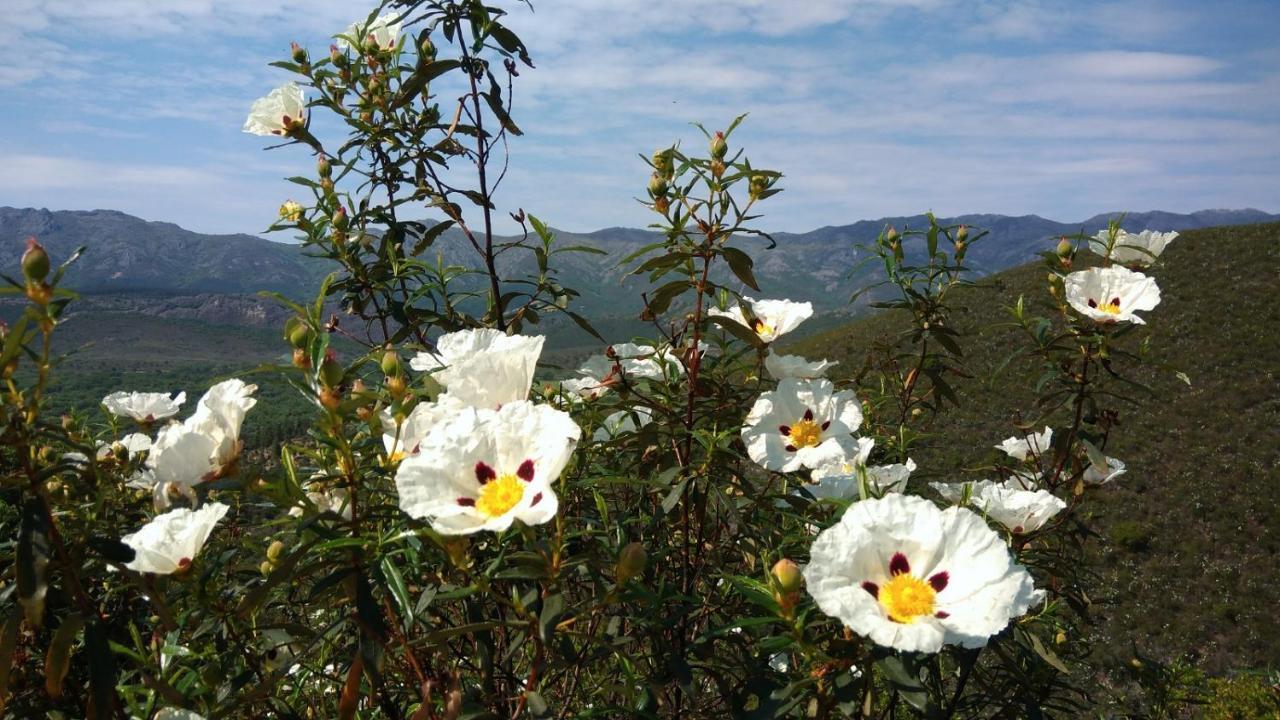 Casa Rural La Colmena Del Geoparque Navatrasierra Eksteriør billede